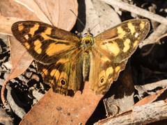 Heteronympha banksii