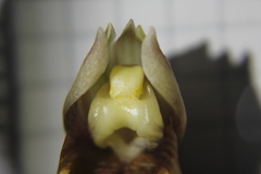 Catasetum roseo-album