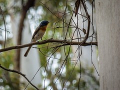 Myiagra cyanoleuca