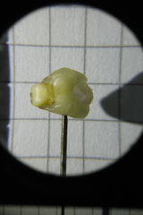 Catasetum roseo-album
