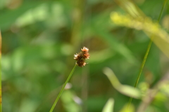 Carex bebbii