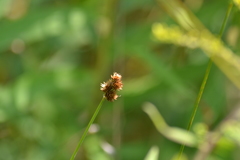 Carex bebbii