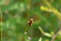 Carex bebbii