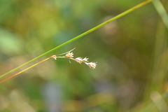 Carex tenera