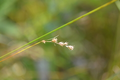 Carex tenera