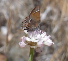 Callophrys muiri