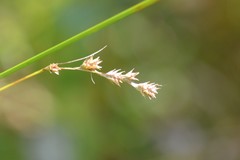 Carex tenera