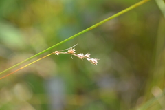 Carex tenera