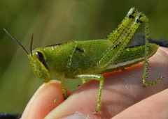 Cyrtacanthacridini