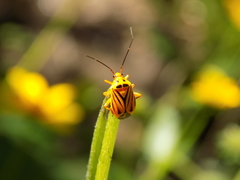 Calocoris barberi