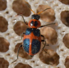 Collops balteatus
