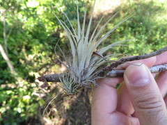 Tillandsia fasciculata