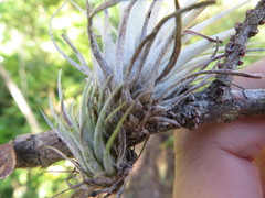 Tillandsia fasciculata