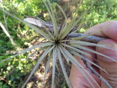 Tillandsia fasciculata