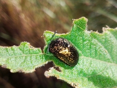 Chlamydocassis metallica