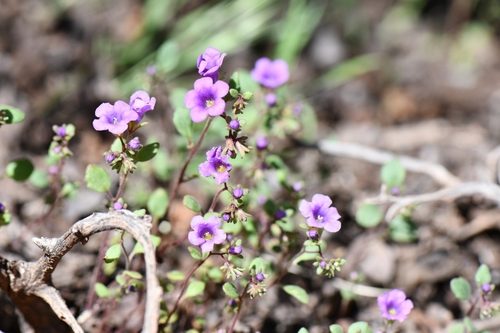 Image of Phacelia pulchella by (c) Darrin Gobble, some rights reserved (CC BY)