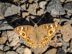 Junonia villida calybe