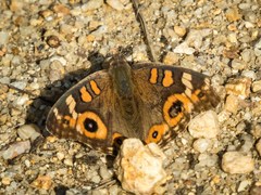 Junonia villida calybe