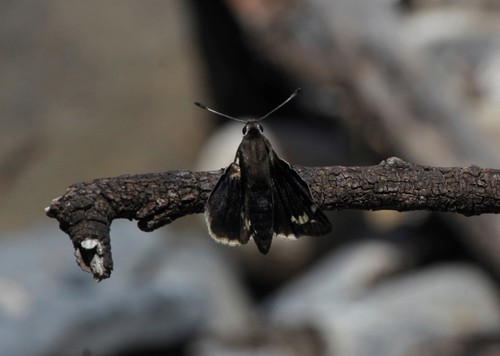 Megathymus beulahae