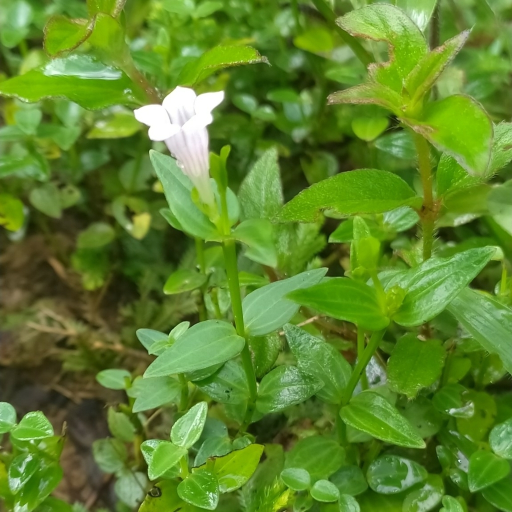Spigelia guianensis