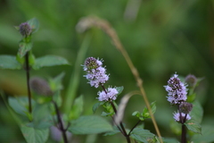 Mentha × piperita