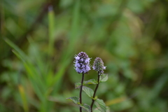 Mentha × piperita