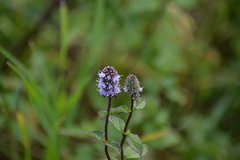 Mentha × piperita