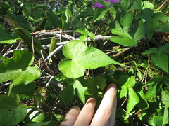 Ipomoea indica image