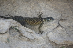 Sceloporus minor