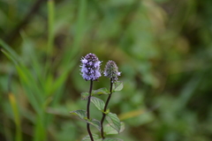 Mentha × piperita