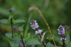 Mentha × piperita