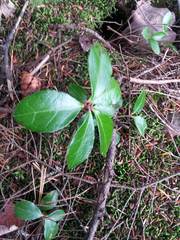 Gaultheria procumbens image