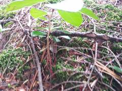 Gaultheria procumbens image