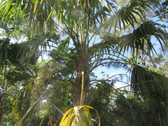 Thrinax radiata