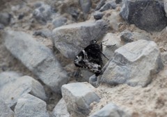 Codatractus bryaxis