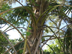 Thrinax radiata