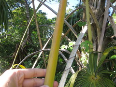 Thrinax radiata