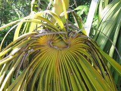Thrinax radiata