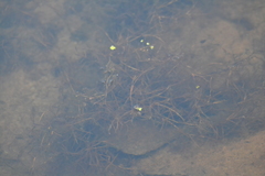 Potamogeton foliosus