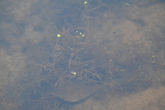 Potamogeton foliosus