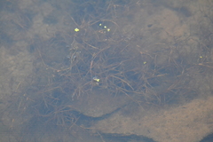 Potamogeton foliosus