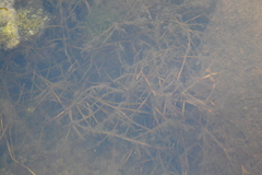 Potamogeton foliosus