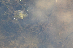 Potamogeton foliosus