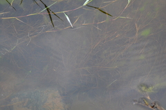 Potamogeton foliosus