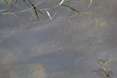 Potamogeton foliosus