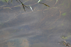 Potamogeton foliosus