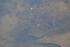 Potamogeton foliosus
