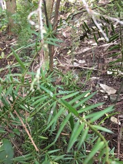 Podocarpus totara