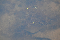 Potamogeton foliosus