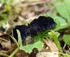 Cycloglypha thrasibulus